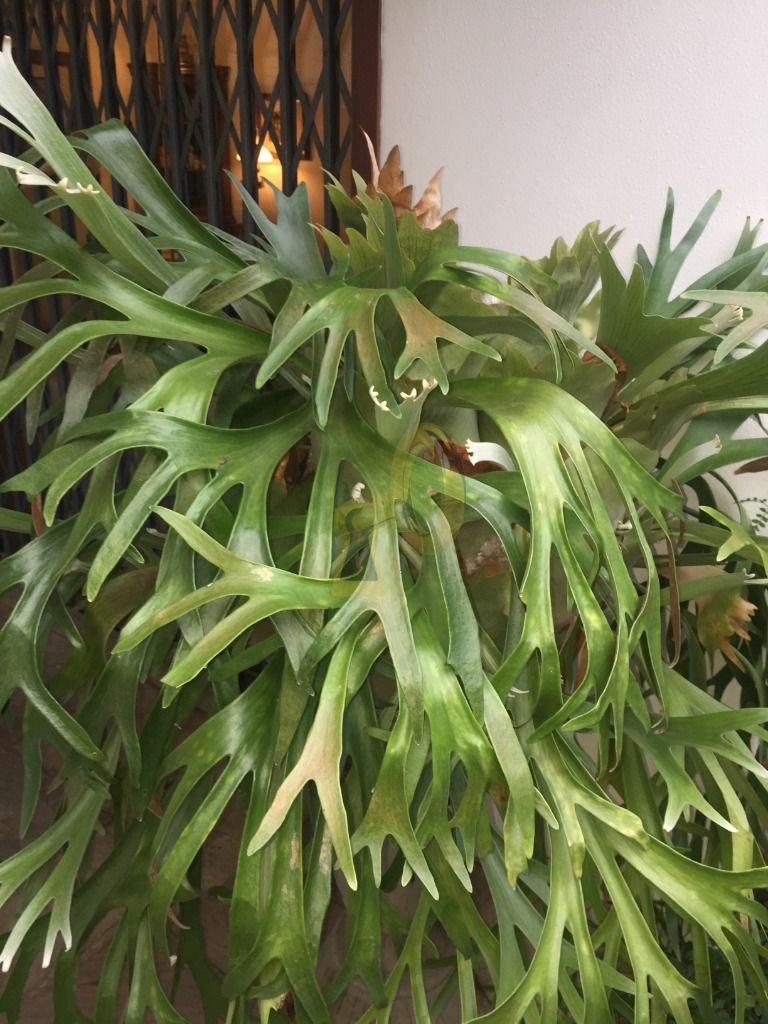 Imagem da propriedade 9